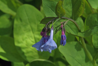 Mertensia virginicaVirginisch longkruid bestellen